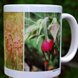 mug DS-068 Geum triflorum, prairie-smoke 7106